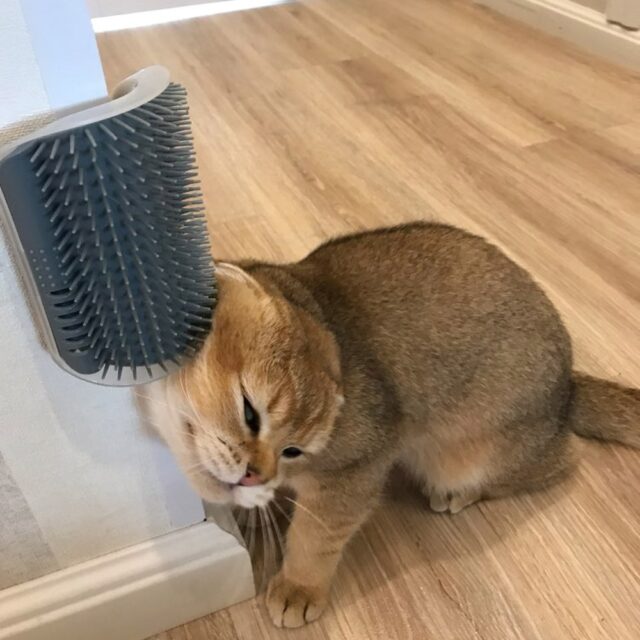 Cats Self-Grooming Corner Comb Cats & Dogs Products Pet Grooming Pet Supplies