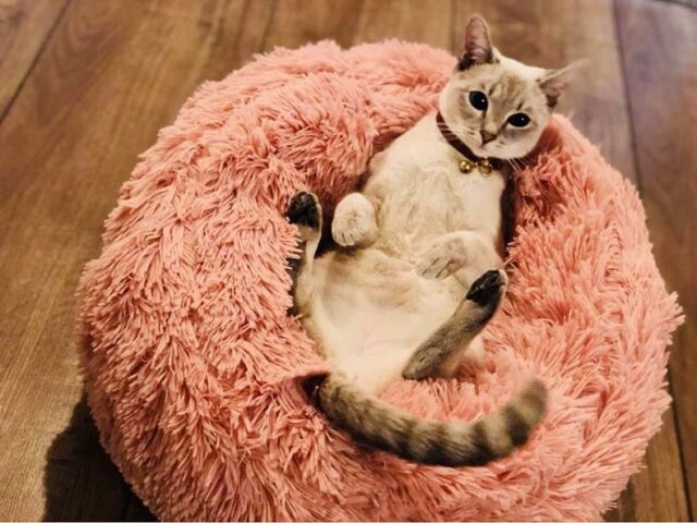 Pet’s Round Shaped Fluffy Bed Cats & Dogs Products Pet Beds, Mats & Houses Pet Supplies